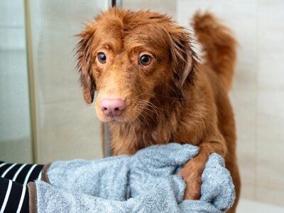 Muppets Shower: ένας χώρος περιποίησης γ...