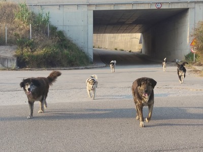 Πάτρα: H αγέλη των αδέσποτων στην παλιά ...