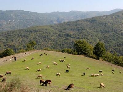 Ο αφθώδης πυρετός βρίσκεται προ των πυλώ...