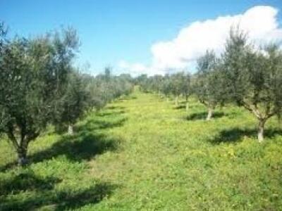 Πήγε να μαζέψει ελιές και έχασε τη ζωή του 