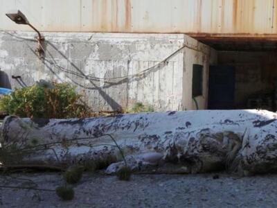 Αντιμέτωπος με καρχαριοειδές βρέθηκε νεα...