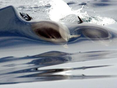 Δελφίνια παίζουν στα νερά της Αιγιάλειας...