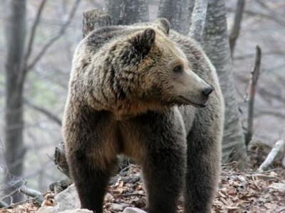 Ιωάννινα: Επιχείρηση απεγκλωβισμού αρκούδας 
