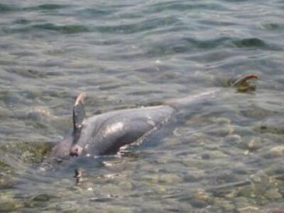 Νεκρό δελφίνι στην Κρήτη 