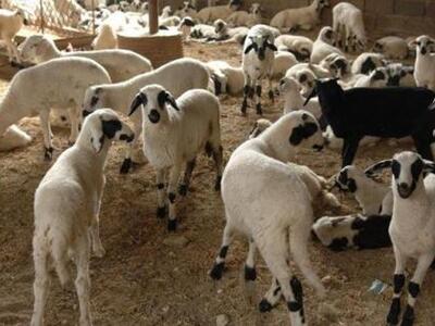 Αγρίνιο: Μπήκαν κλέφτες στο μαντρί