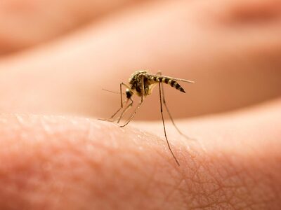 Υγειονομικός συναγερμός: Τα κουνούπια με...
