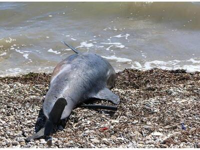 Νεκρό δελφίνι ξεβράστηκε στη Ναύπακτο