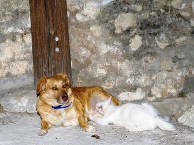 Αίγιο: Όταν ο σκύλος ... θήλασε  τη γάτα!!!