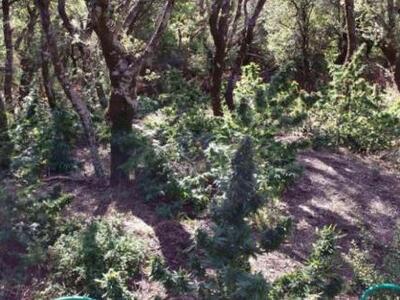 Αχαϊα: Πότιζαν τη χασισοφυτεία απο... δη...