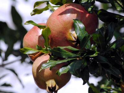 Λεσίνι Αιτωλοακαρνανίας: Έκαναν "φτ...