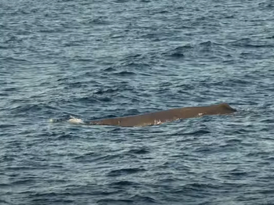 Φάλαινα φυσητήρας εντοπίστηκε κοντά στις...