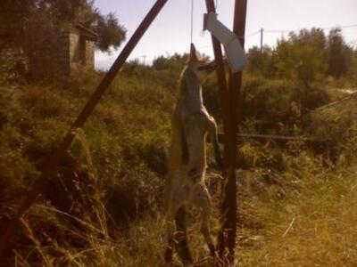 Αιτωλοακαρνανία: Κρέμασαν αλεπού απο το λαιμό 