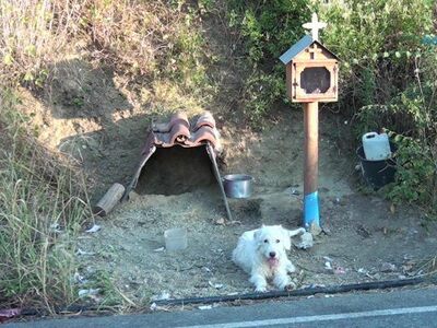 Δυτική Ελλάδα: Σκύλος βρήκε στέγη δίπλα ...