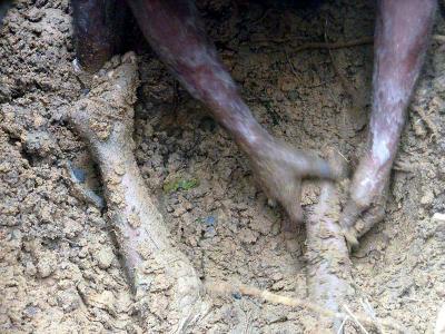 Κίνδυνος αποκλεισμού χωριού στην Αμαλιάδα 