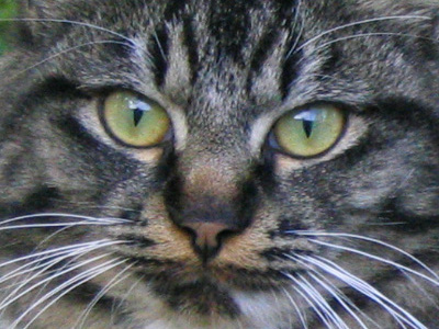 Ασυνείδητος έριξε φόλα στο κέντρο της Πάτρας