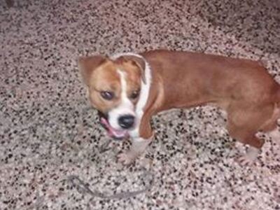 Χάθηκε ο Ρούντι στην Αρόη Πατρών - Μπορε...