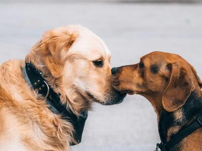 Ειδικά εκπαιδευμένοι σκύλοι «μυρίζονται»...