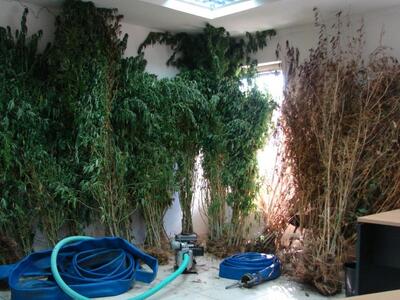 Αμαλιάδα: Καλλιεργούσε 185 δενδρύλλια κάνναβης 