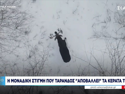 Η μοναδική στιγμή που τάρανδος "απο...