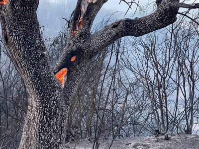 Υπό έλεγχο η φωτιά στο Σέιχ Σου- Κάηκαν ...