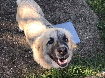 Πάτρα: Βρέθηκε ο σκυλάκος της φωτογραφία...