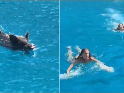 Ιθάκη: Αγριογούρουνο πήρε στο… κυνήγι δύ...