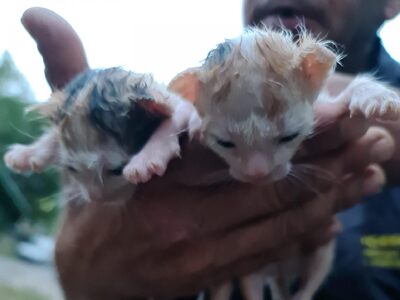 Αγρίνιο: Πέταξαν γατάκια σε κάδο απορριμμάτων