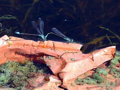 Κουνούπια έχουν κατακλύσει τις Ράχες του...