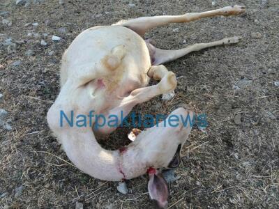 Επίθεση λύκων σε μαντρί στο Ριγάνι Ναυπα...