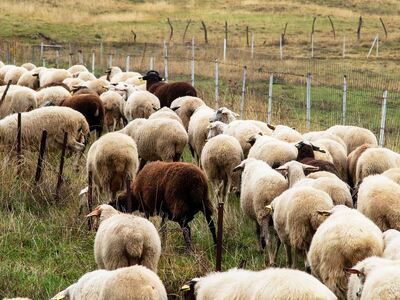 Ευλογιά των αιγοπροβάτων: Οι λόγοι πίσω ...