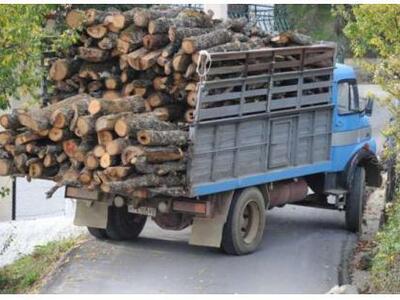 Αχαϊα: Πάρτι των λαθροϋλοτόμων - Κλέβουν...