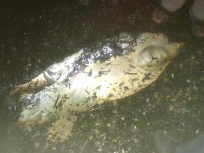 Δεκαπέντε νεκρές θαλάσσιες χελώνες και τ...