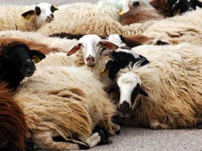 Ηλεία: Τράκαραν με....κοπάδι πάνω στην Εθνική