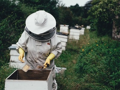Η Ευρωπαϊκή μελισσοκομία από 1ης Αυγούστ...