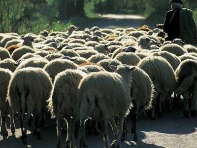 Νέο κρούσμα καταρροϊκού πυρετού σε κοπάδ...