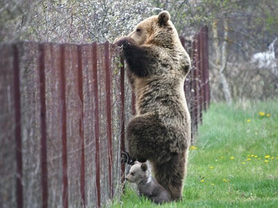 Αρκούδα με τα μικρά της «κόβει» βόλτες σ...