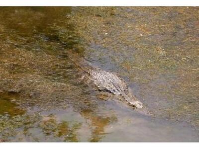 Εβγαλαν ένταλμα σύλληψης για τον... Σήφη...