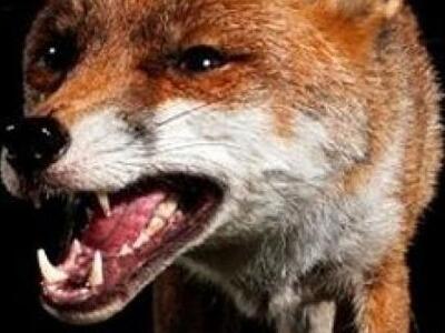 Aλεπού δάγκωσε βρέφος την ώρα που κοιμόταν!