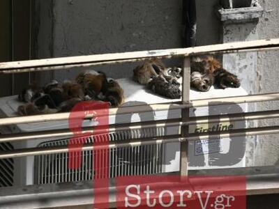 ΣOK! Μετανάστες τρώνε γάτες και σκύλους ...