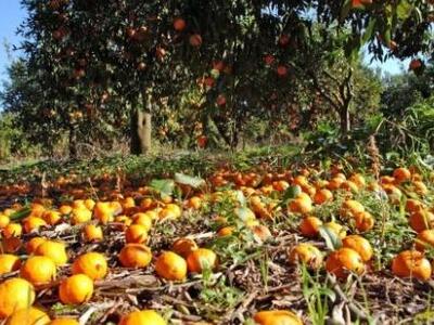 Ηλεία: Κλαίει στην γιορτή του, τον χαμό ...