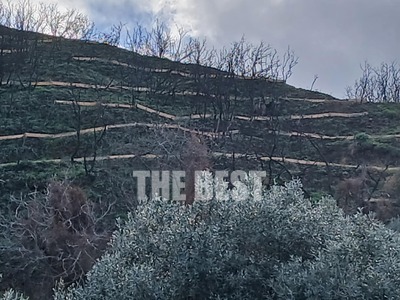 Πάτρα: Μπαίνουν κορμοδέματα στα Άνω Συχαινά - ΦΩΤΟ