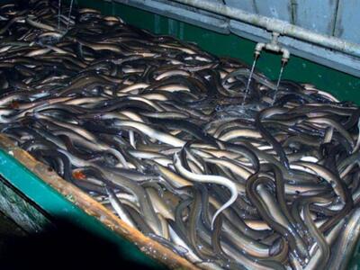 Δυτική Ελλάδα: Δυο καθηγητές ΤΕΙ φερόμεν...