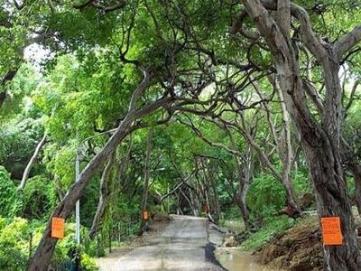 Το πιο δηλητηριώδες δέντρο στον κόσμο! 