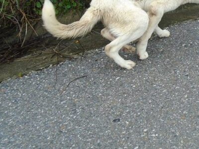 Χάθηκε σκύλος στην Πάτρα- Μπορείτε να βοηθήσετε;