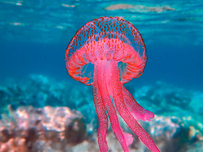 Οι μωβ μέδουσες επεκτείνονται προς τον Κορινθιακό