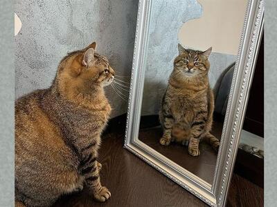 Ο γάτος – influencer από το Χάρκοβο που ...