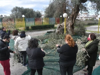 Πάτρα: Μάζεψαν τις ελιές από ελαιόδεντρα...