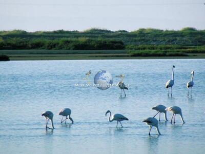 Μεσολόγγι: Τα φλαμίγκο "κατέλαβαν&q...