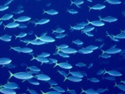 Εντοπίστηκαν άγρια ψάρια με καρκίνο στην...