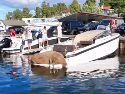 Με ευθανασία λόγω της… δημοτικότητάς του...